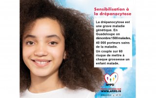 Sensibilisation à la drépanocytose. La drépanocytose est une grave maladie génétique. En Guadeloupe on dénombre 1500 malades, 40 000 porteurs sains de la maladie. Un couple sur 60 risque de mettre à chaque grossesse un enfant maladie.